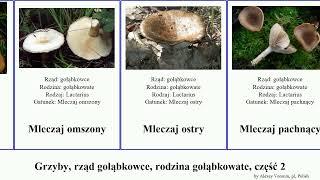 Grzyby, rząd gołąbkowce, rodzina gołąbkowate, część 2 mleczaj rudy fungus biel ostry modesta rydz