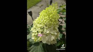 Hydrangea paniculata 'Living Strawberry Blossom' #gardening #hydrangeas #paniculata