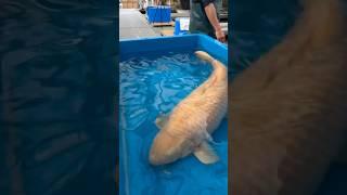 Yellow Monster Fish: Caught on Camera!