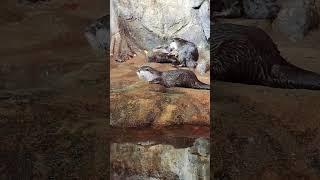 #otter #love #franky #zoo #animals #shortsvideo #shortvideo #zoolandtv #animalland #shorts #short