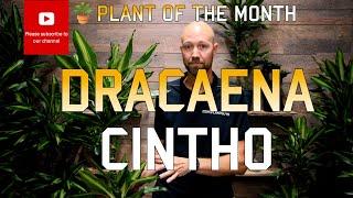 Dracaena Cintho - Plant of the month 🪴