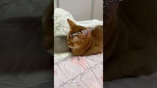 겨울에 올리려던 영상 #고양이 #고양이일상 #랙돌 #아비시니안
