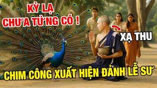 SỐC NẶNG: Chim Công Đi Vòng Quanh Sư Minh Tuệ Trước Hàng Trăm Người – Cảnh Tượng Có Thật 100%
