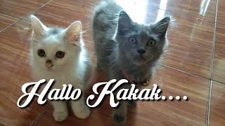 Kelincahan Anabul-anabulku di Pagi Hari #funnycats #cats #pets