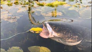 Amazing snakehead fishing || attac मरल हमला कैसे करती है बिल्कुल नजदीक से देखें k zoom video..