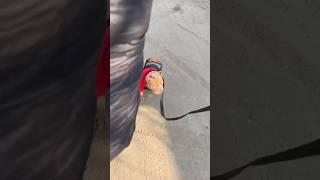 Маленький лев, мой красавчик Бутч️ #питомниксобак #americanbully