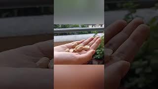 Roasted Peanuts At Home  | Healthy Peanut | #shorts