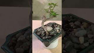 The Tropical Bonsai Inc. Paper Flower Bougainvillea