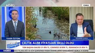 Çeltik Alım Fiyatları Belli Oldu |  Muhammet Oluklu