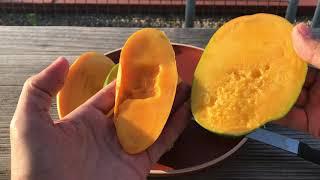 Nam Doc Mai, Keitt, and Tommy Atkins mango [Mangifera indica]