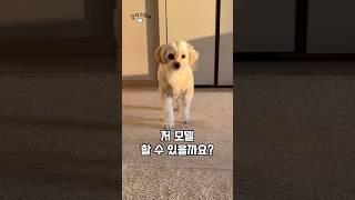 강아지 모델 될 수 있을까 #모델 #강아지 #워킹 #유머 #재미 #웃음 #댕댕이