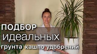 ПЕРЕСАДКА Драцены  Точный рецепт грунта Новое красивое кашпо Растение в интерьере Как поливать