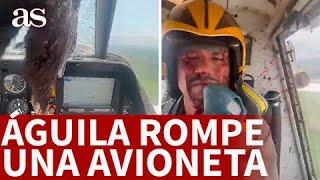 ACCIDENTE AVIÓN: se ESTRELLA PÁJARO GIGANTE con un AVIÓN: Aterrizaje salió bien | AS