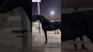 دهم الخيل العربي الاصيل #shorts