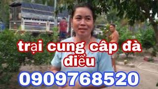 trại cung cấp giống đà điểu và gà tây với nuôi dê sinh sản -ù sáng nuôi dê