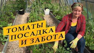 Посадила томаты в теплицу. Что добавила в лунки, дальнейший уход.