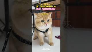 主人让猫咪凶一个，猫：我凶起来超吓人的，网友：喵很努力在凶了