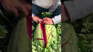 Delicious big watermelon #villagelife#farming#agriculture#planting #rurallife#enjoyrurallife
