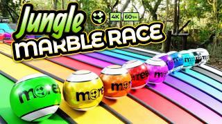 Big Marble Race: Marbles in the Jungle!  | #marbles #marblerace #animation #asmr #sensory #colorful