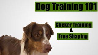 How to use a clicker to free shape your dog's behavior? Dog Training 101