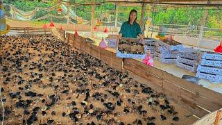 How to take care of newly hatched chicks, buy more chicks to raise