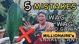 5 MISTAKES IN GROWING MILLIONAIRE'S SNAKE PLANTS | WAG NA WAG MO TONG GAWIN!