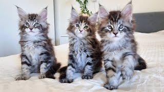 6 Weeks Old Maine Coon Kittens Are Completely Wild And Crazy!