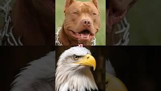 PITBULL VS EAGLE, LION, OWL, KOMODO DRAGON, ELEPHANT (MORE STRONGEST)