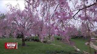 Cherry Blossom Festival returns to celebrate Lima’s Sister City ties