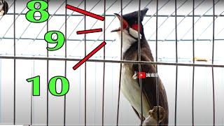 Tiếng chim chào mào hót hay ép chim chào mào má trắng hót giọng hay đơn giản !