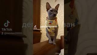 Канадский сфинкс в Канаду