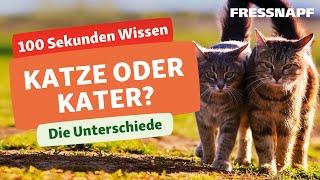 Katze oder Kater? Wie sich die Geschlechter bei Katzen unterscheiden