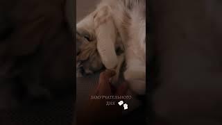 Муррр… #видеоконтент  #видеомонтаж #котики
