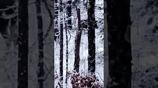 moose in the great outdoors