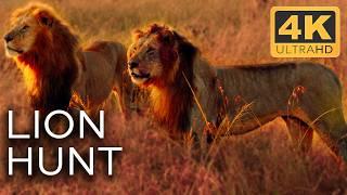 Lions: Masters of the African Battlefield | Roar of the Wild Ep. 3 | 4K UHD Documentary