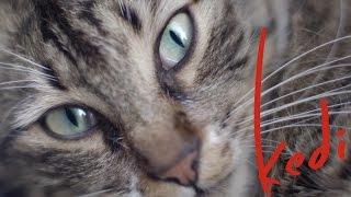 Kedi - Official U.S. Trailer - Oscilloscope Laboratories