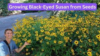 Growing BLACK-EYED SUSAN from Seeds - Complete Tutorial - Rudbeckia