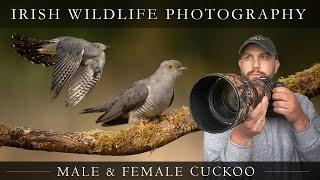 Irish Wildlife Photography - Cuckoo (*WOW*)