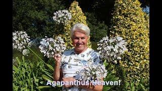 Get Gardening: Agapanthus Heaven!