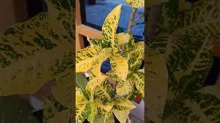 #plants #lovers #shortvideo #viralvideo 