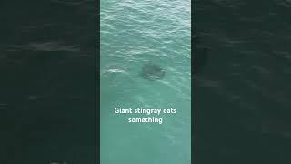 Giant stingray  #sunnyislesbeach