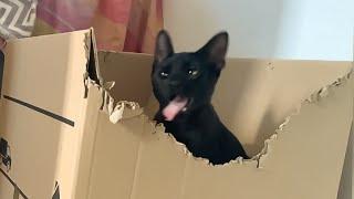 Slo-Mo Cat Cuteness: Black Kitty Bites Box Then Jumps 