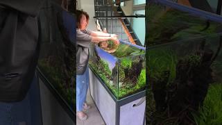 У Вас из незваных гостей, кто-то попадал в аквариум #aquarium #аквариум #аквариумдома #fishtank