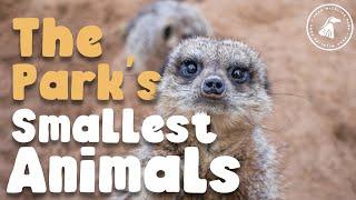 EP 6 | Peak Wildlife Park Diaries | THE PARK'S SMALLEST ANIMALS