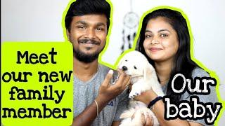 Febbie boy Vlog | English Golden retriever| Our first kid | ft.Febzer RJ DIML RJ Tamil Couple vlogs