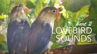 Lovebird Sound: Two Violet Lovebird | December 2024 | Part 2