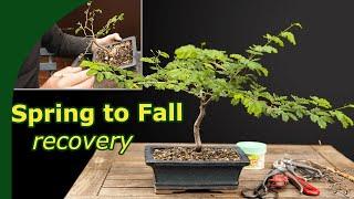 Growing Healthy Tropical Bonsai