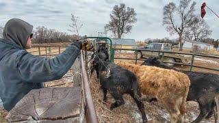 Working Calves before the Baby Comes!