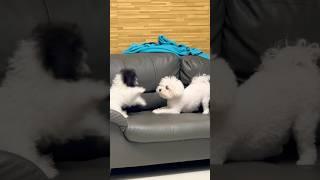 ^_^ #강아지일상 #도그독 #강아지 #比熊 #貴賓犬