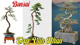 59 tác phẩm Bonsai dáng Văn Nhân tham khảo || 59 bonsai works of Literati bonsai style (P1)